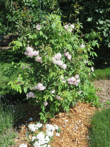 Champneys’ Pink Cluster Rose ​