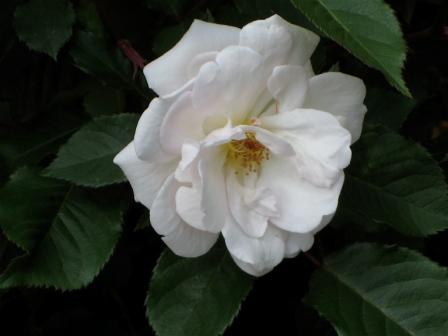 Blanc double de Coubert Rose    