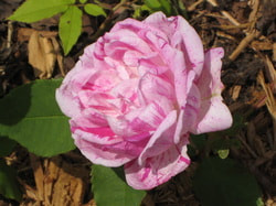 Honorine de Brabant Rose