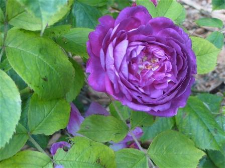 Reine des Violettes Rose