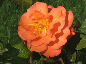 Westerland Rose