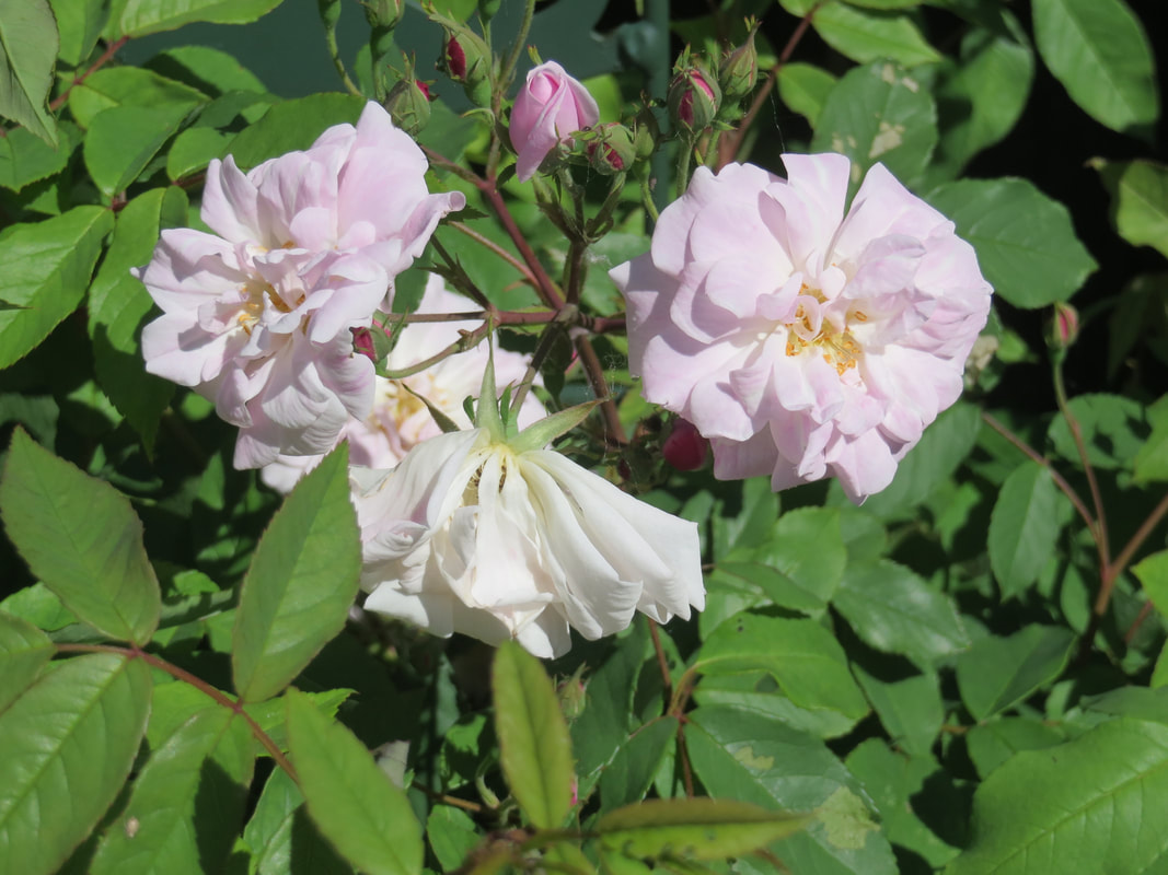 Champneys’ Pink Cluster Rose ​