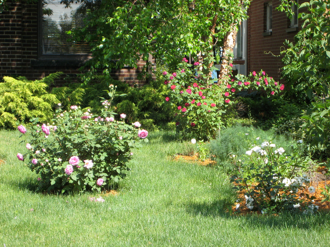 Judith Eckelmeyer's Rose Garden