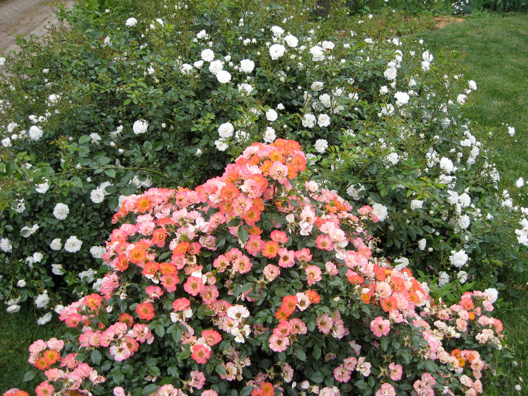 Carpet of Color Roses (front) with Sea Foam Roses (behind) 