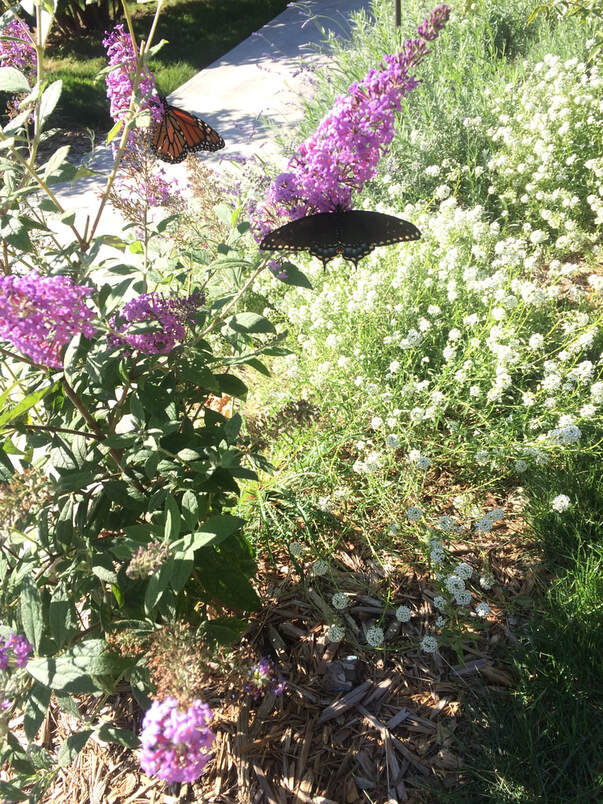 Butterfly Bush with Visitors