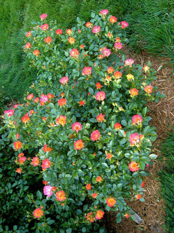 Carpet of Color Roses